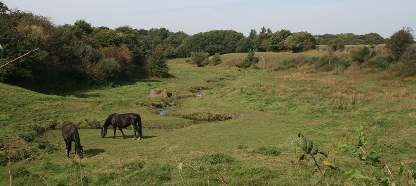 Heste i grønt landskab ved Kystbækken nær Holsted