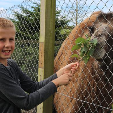 Dreng fodre en kamel